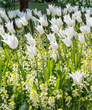 white trumphator tulips at arundel castle gardens in spring