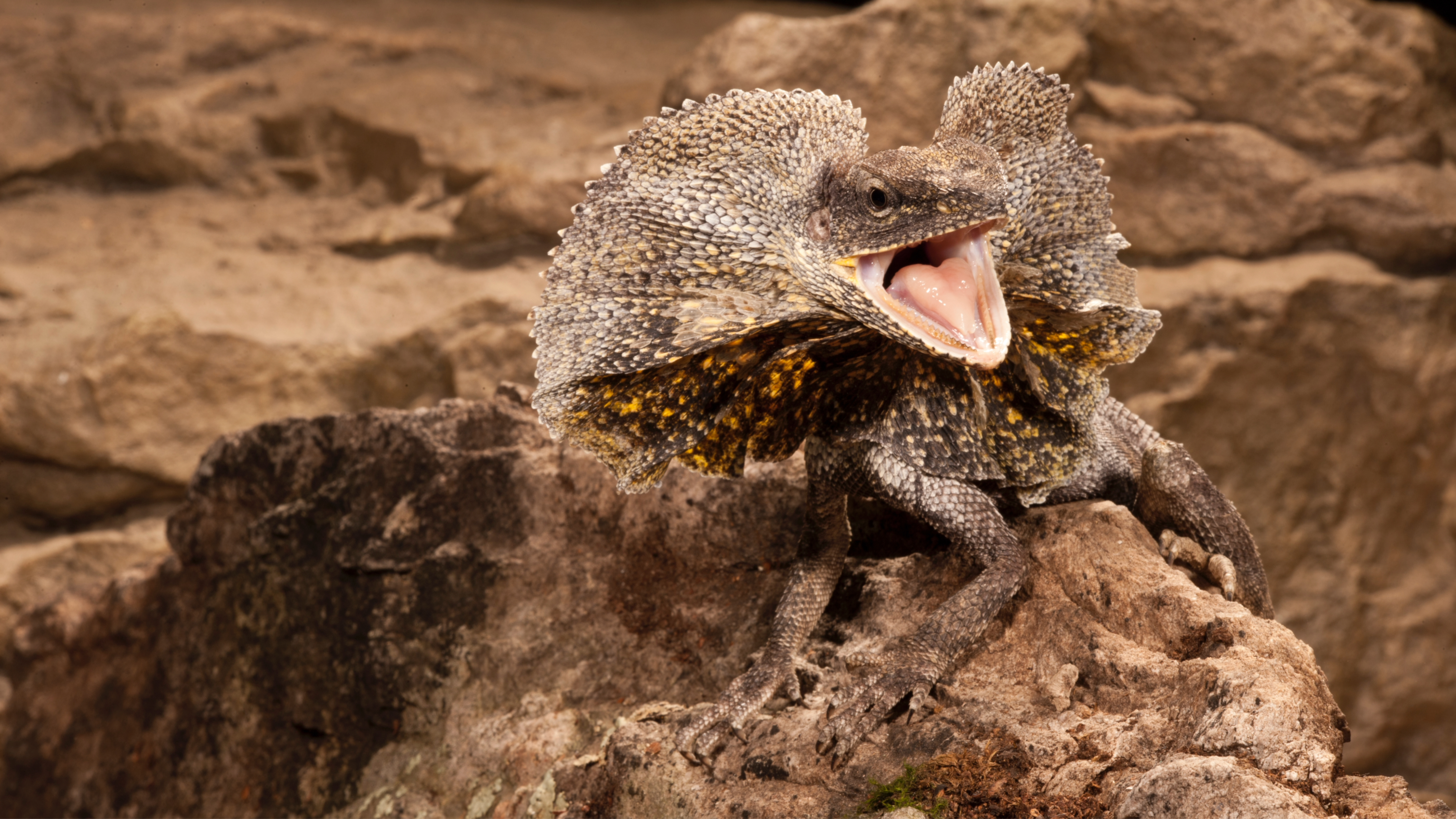 Frilled neck lizard