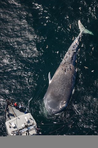 Oregon State University researchers examine a dead blue whale killed by a ship strike.