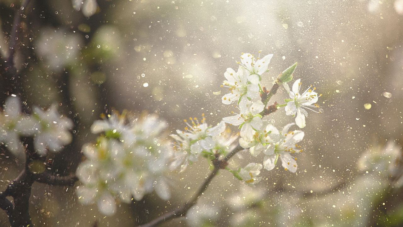 A closeup of white flower petals with pollen all around