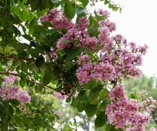 pink flowering crepe myrtle