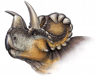 An artists' conception of Wendiceratops.