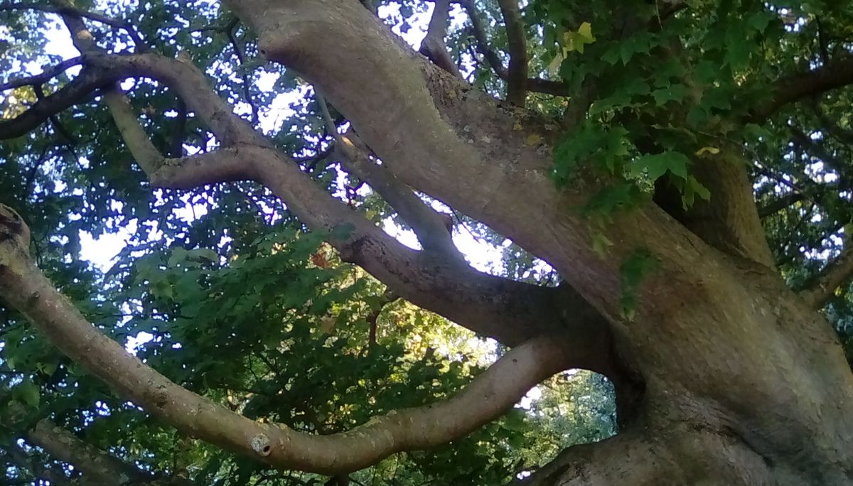 The low-res sensor has turned all the fine detail of the tree branch into a rustic blur.