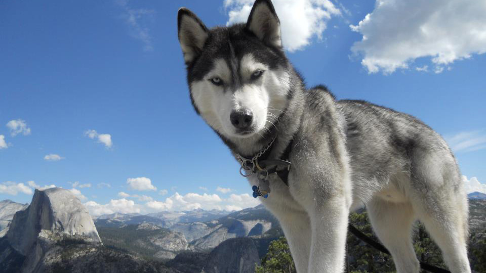 The ultimate Watch stand: a posh dog