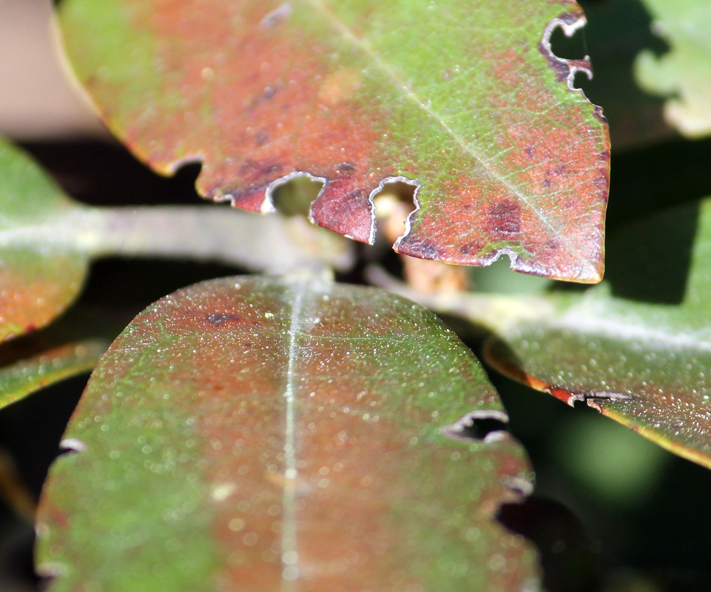 vine weevil damage on leaf showing holes