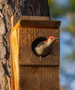 red-bellied woodpecker in nesting box