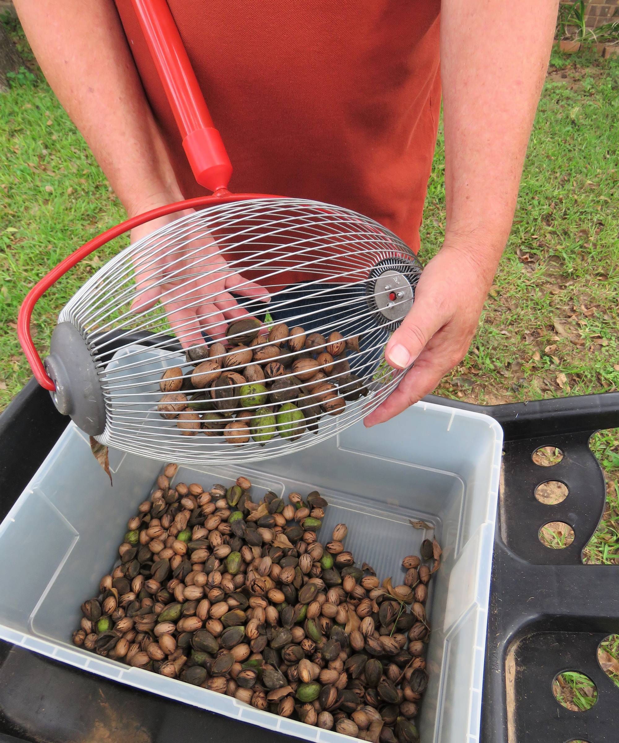 Gardener empties pecan harvest out of nut gatherer tool