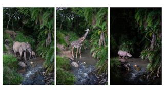 How a SWPA 2026 winner used old Canon DSLRs and camera traps to take stunning wildlife shots