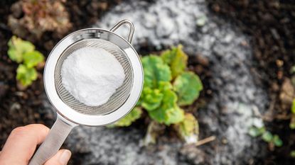 A hand sifting baking soda around a plant