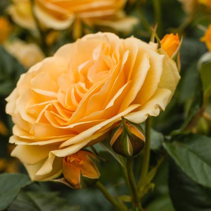 When To Prune Roses Why Pros Warn Against Pruning In Fall Ideal Home   67GbMWiDPf8gCVJDayvPRb 415 80 