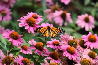 A monarch butterfly perched on a pink coneflower