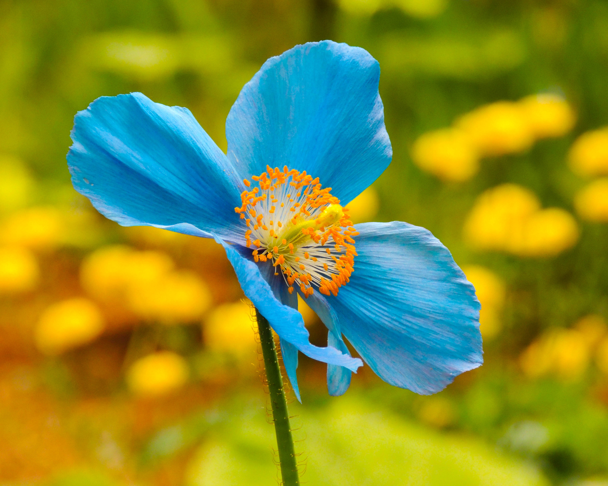 himalayan blue poppy