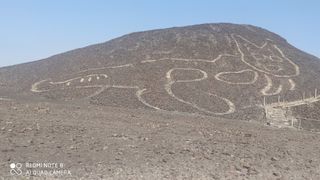 This cat is one of many "new" Nazca Lines discovered in recent years.