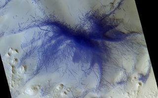 Hairy blue spider on Mars.
