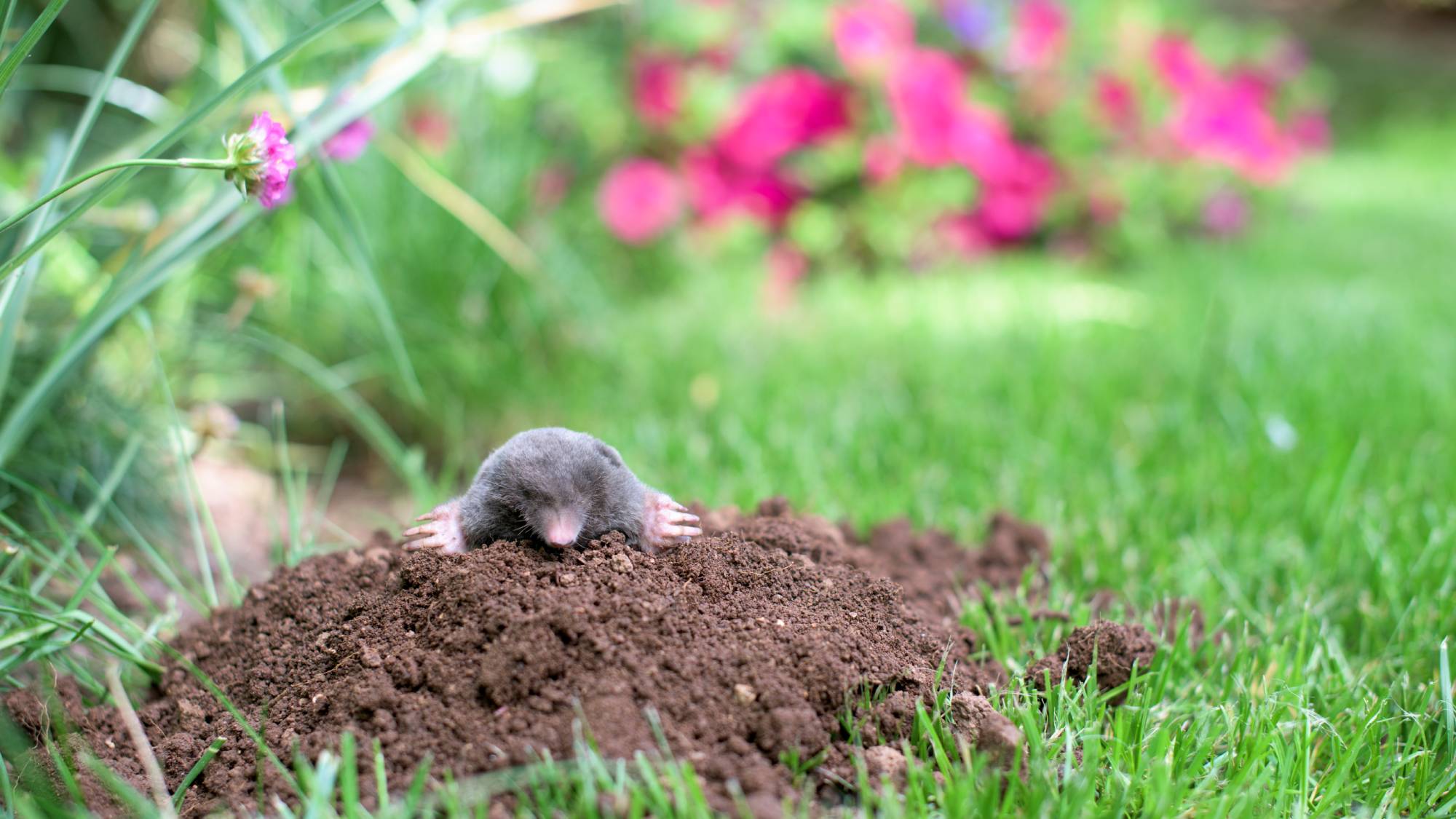 Mole atop molehill that has been dug in garden