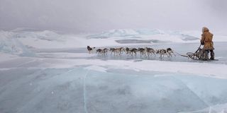 Togo in Alaskan ice