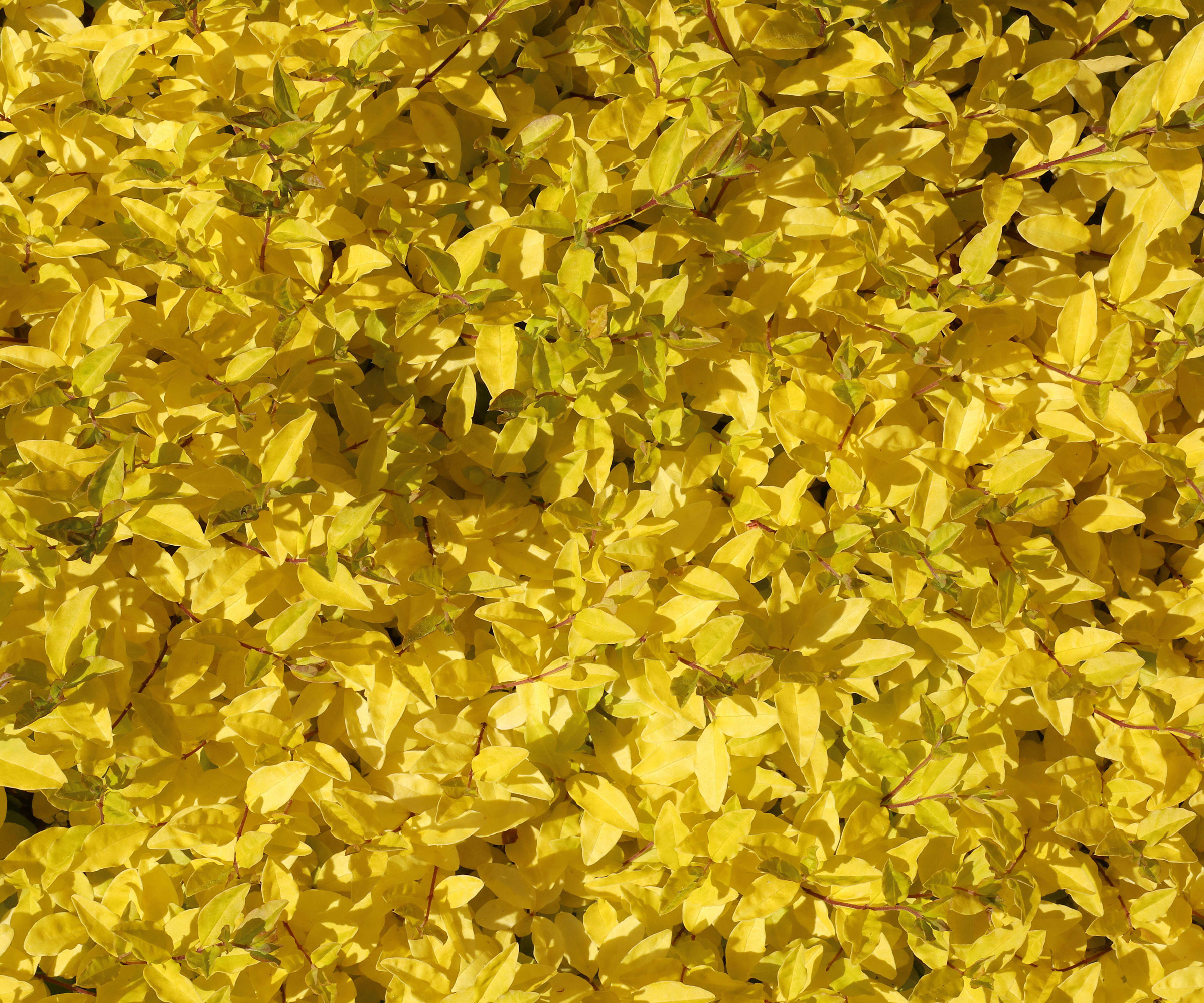 Sunshine ligustrum with golden foliage