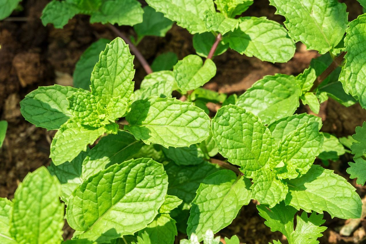 Mint Plants