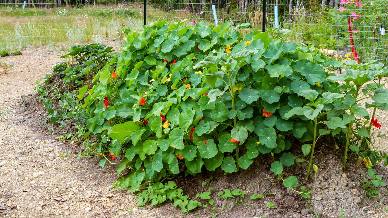 Mounded unframed raised bed