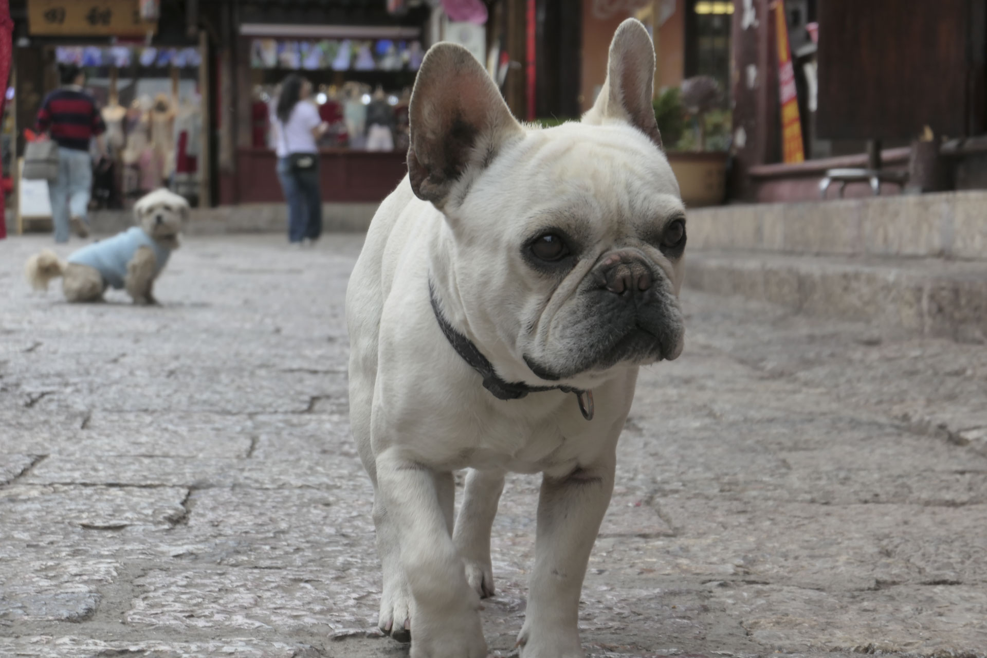 A dog striding up to the camera on a cobbled street, with another dog in the background