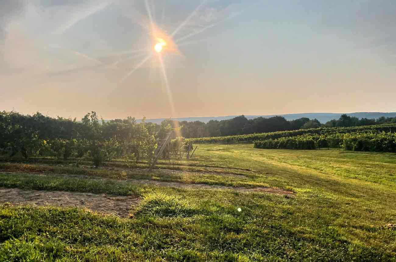 New York State 2023 vintage report