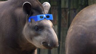 A tapir wears a pair of eclipse glasses on its head at the Zoo de Lille in France during a total solar eclipse on Aug. 11, 1999