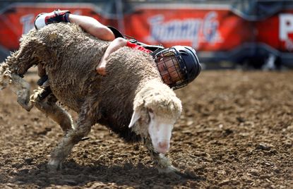 A child competes in mutton busting at the Iowa State Fair.