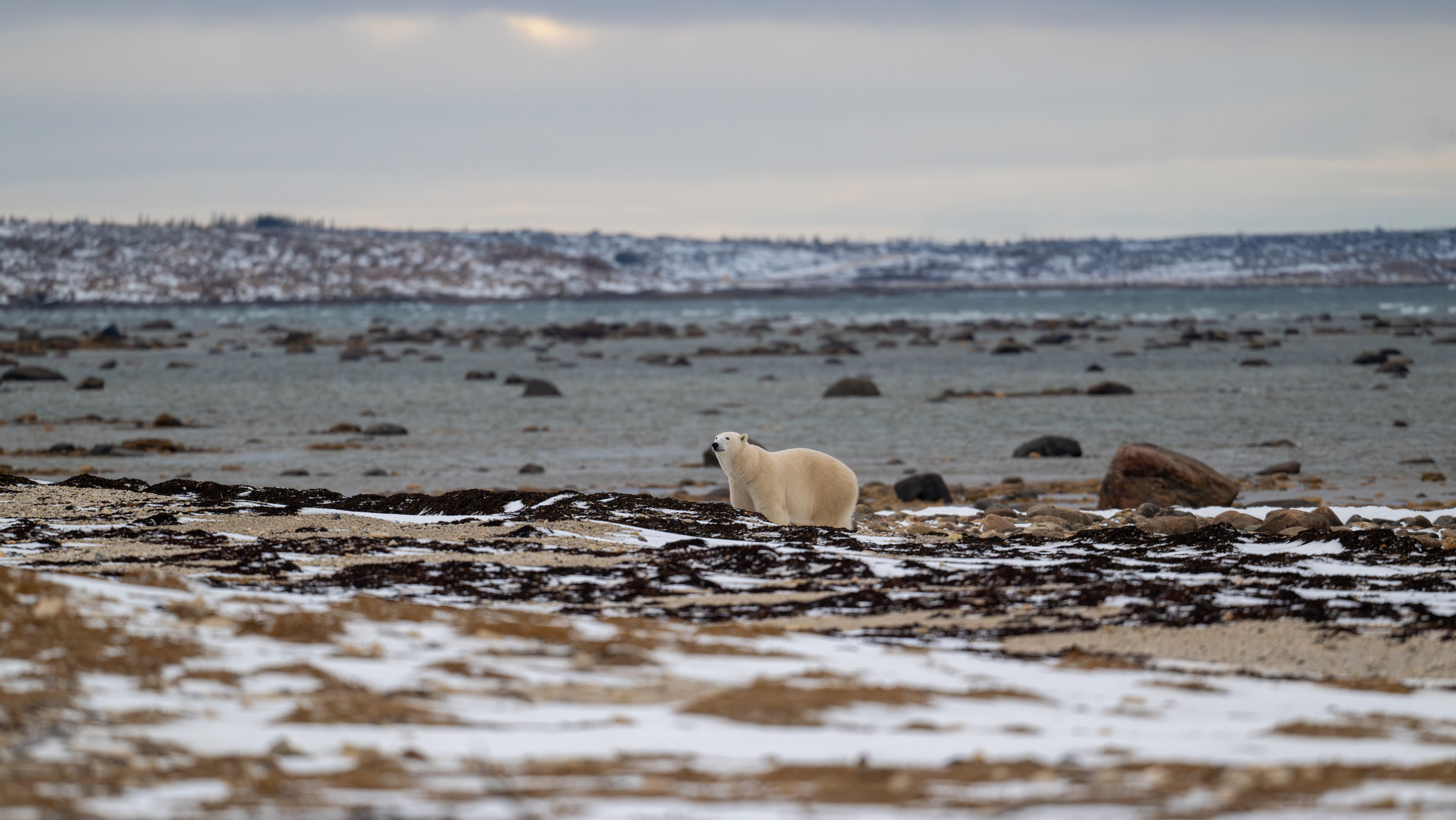 Polar bear on Hudson Bay
