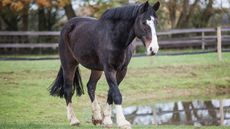 Long-serving police horse Bud, who was once punched by a drunken football fan, has died aged 21 following 14 years&rsquo; service and a happy retirement