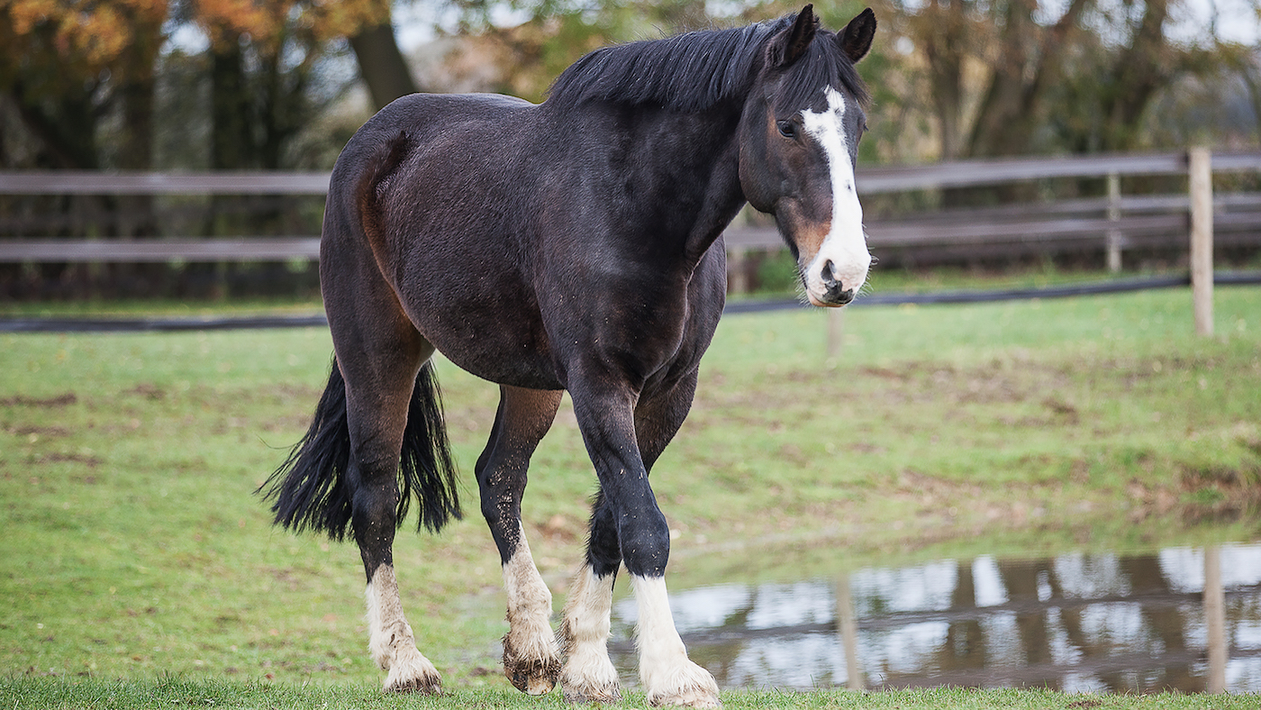 Long-serving police horse Bud, who was once punched by a drunken football fan, has died aged 21 following 14 years&amp;rsquo; service and a happy retirement