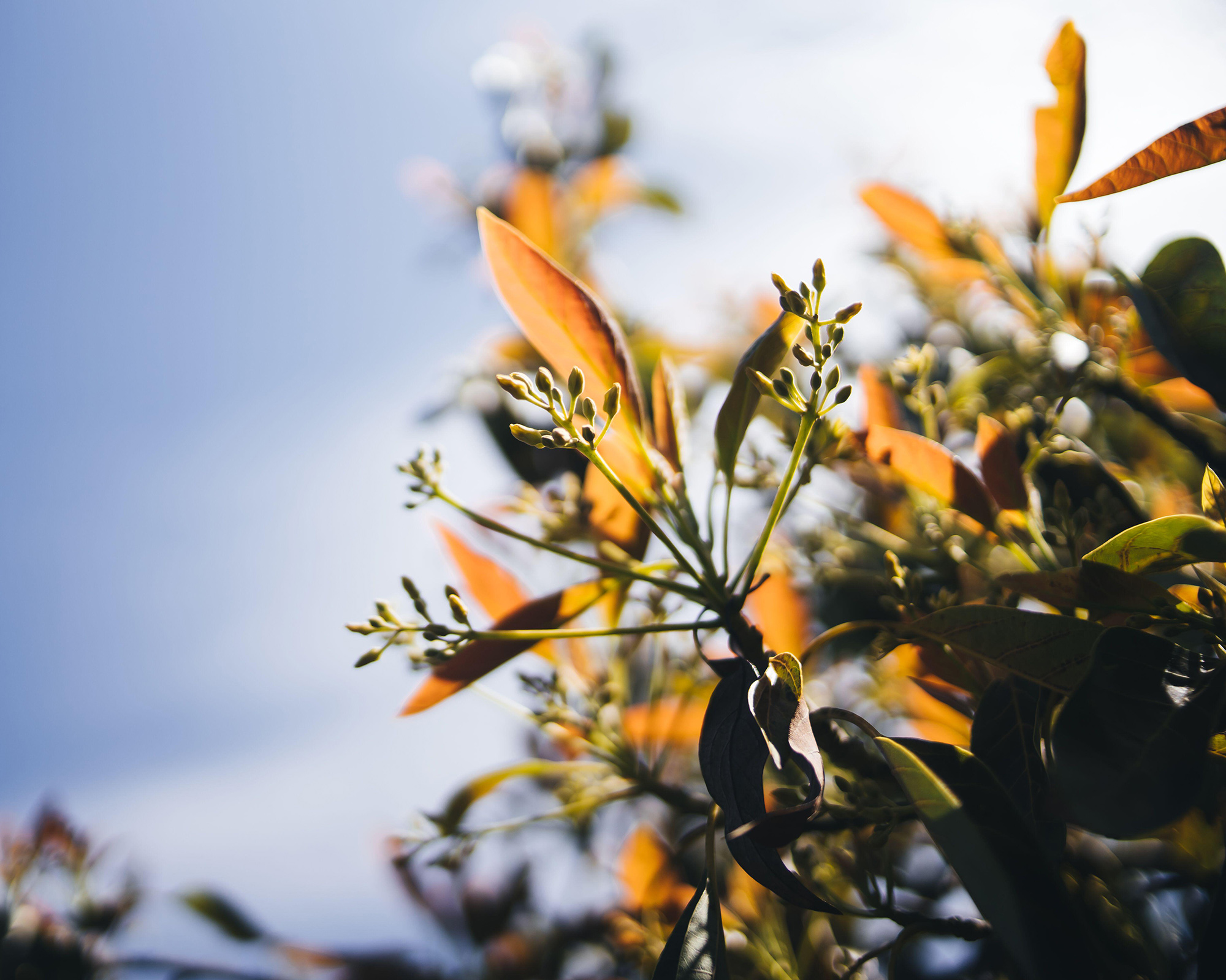 Buds of new leaves and flowers of an avocado tree