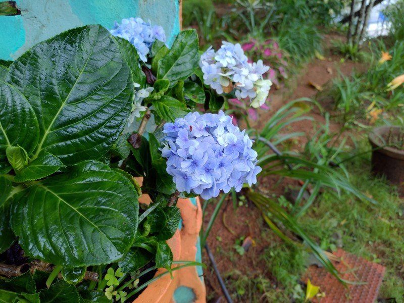 ASUS 6z camera sample