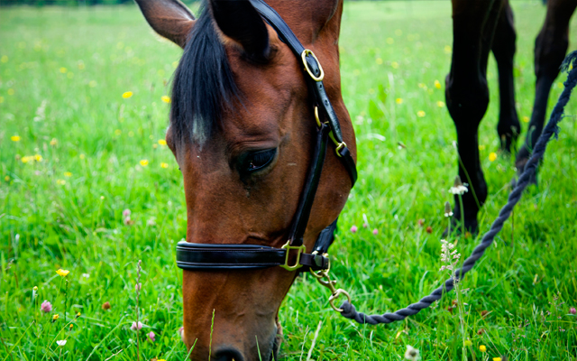 Horse-picking-grass_Kbiss