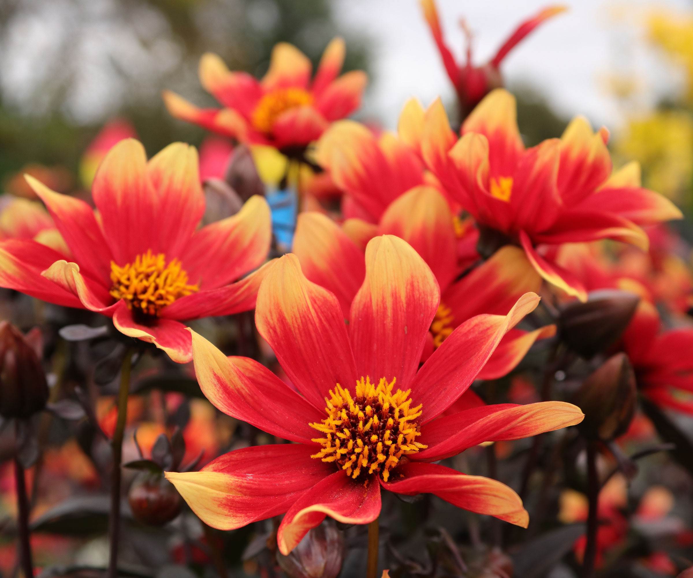 dahlia Happy Days flowers in full bloom