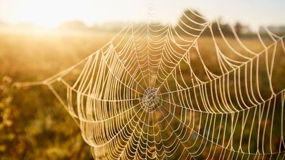 A spiders web with dew outside