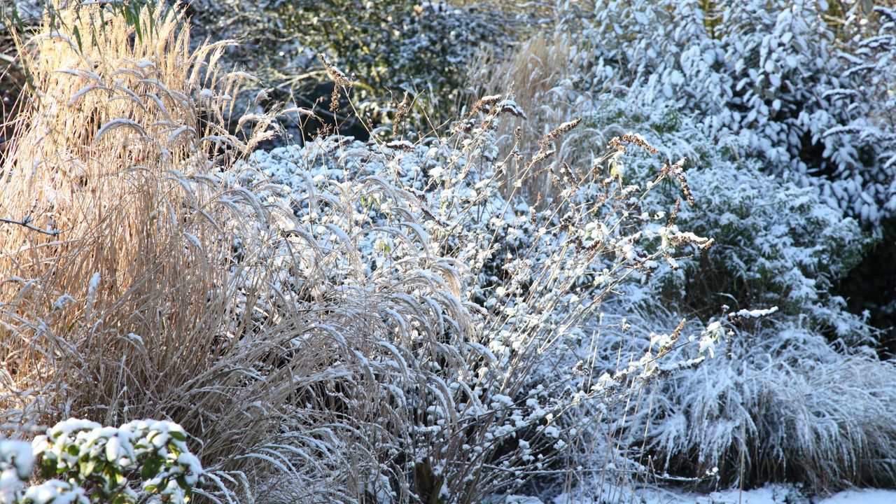 Grasses and shrubs in a garden bed covered with snow in the winter