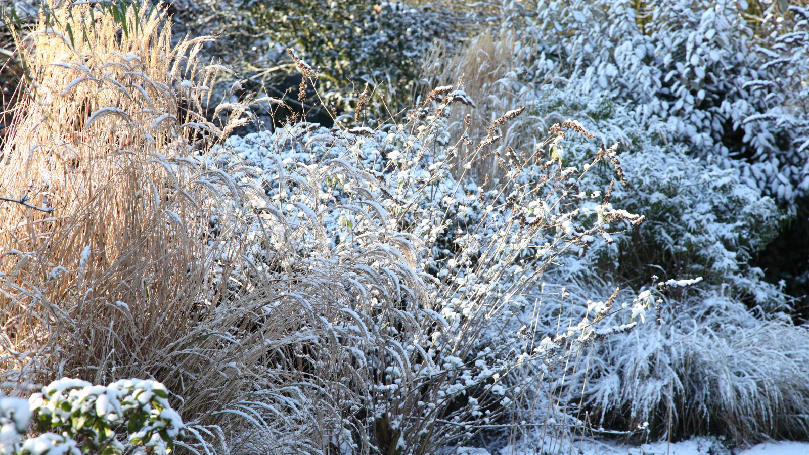 Grasses and shrubs in a garden bed covered with snow in the winter
