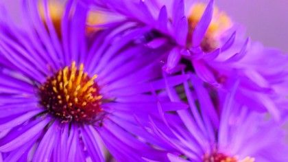 How to capture great garden scenes and flower shots | TechRadar