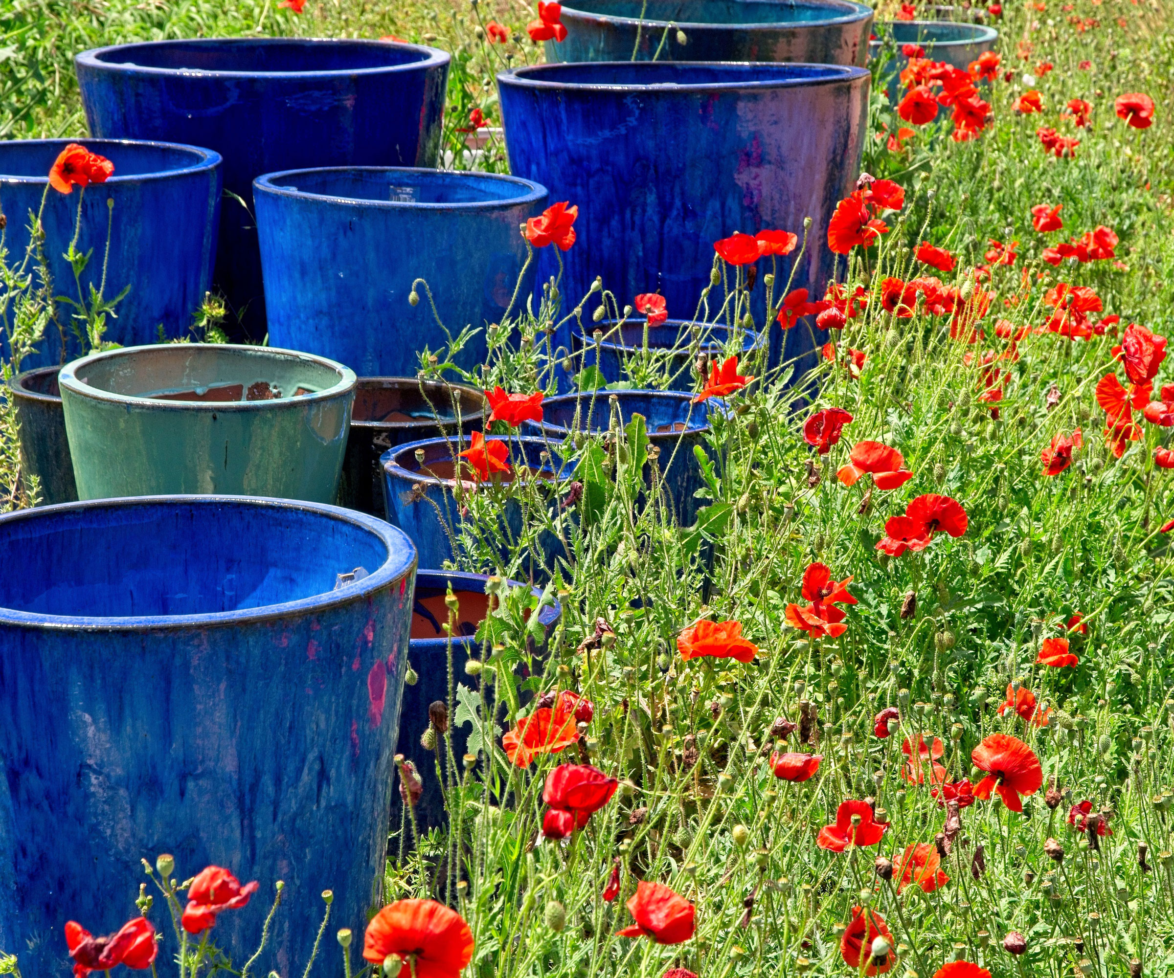 red poppies and blue glaze pots in meadow