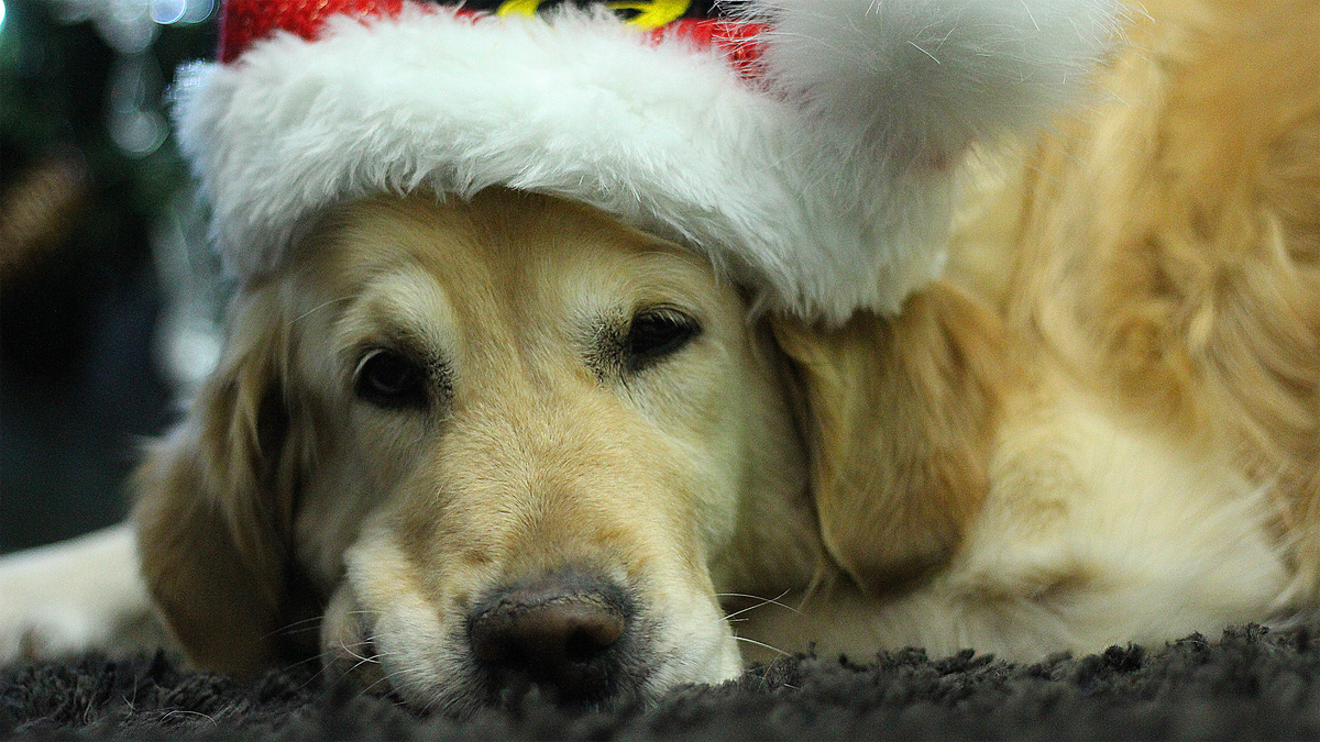 a golden retriever wearing a christmas hat 