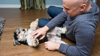 A dog being tickled on its tummy