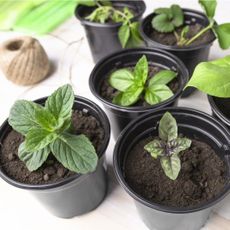 Seedlings growing in pots