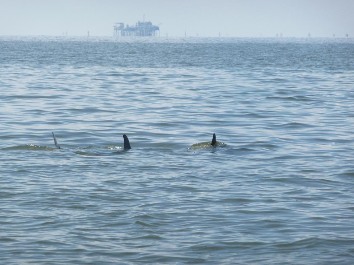 Dolphins in oil slick off the coast of Louisiana