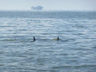 Dolphins in oil slick off the coast of Louisiana