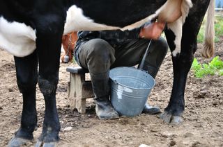 A cow is milked into a bucket.