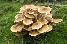 Honey Fungus Mushrooms