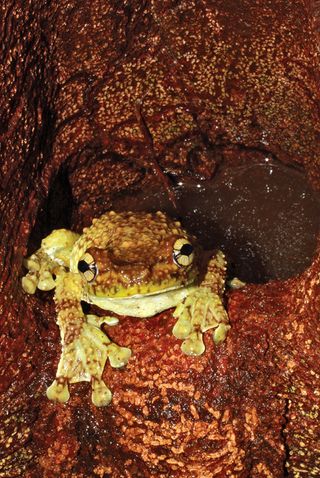 A singing frog — Tepuihyla tuberculosa — sits at the entrance of its tree hole in Amazonian Ecuador.