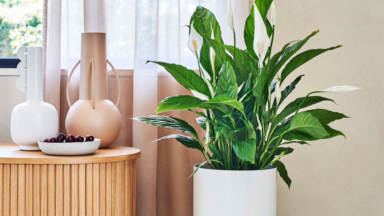 how to care for a peace lily peace lily houseplant in white pot with legs