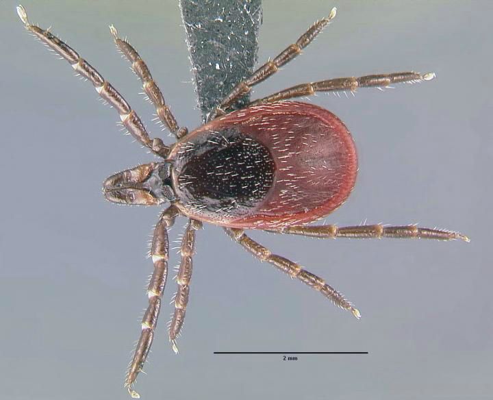 Ticks That Can Carry Lyme Disease Are Spreading Across the US Live