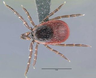 A blacklegged tick (Ixodes scapularis), one of the main carriers of Lyme disease.